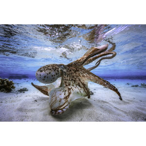 Umělecká fotografie Dancing Octopus, Barathieu Gabriel, (40 x 26.7 cm)