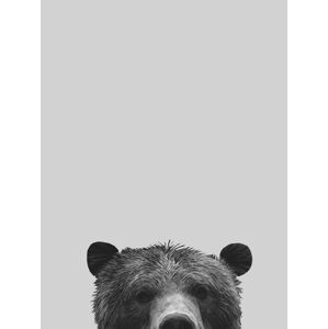 Ilustrace Grey bear, Finlay & Noa, (30 x 40 cm)