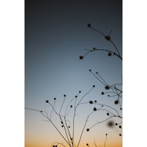 Umělecká fotografie Plants with sunset sky, Javier Pardina, (26.7 x 40 cm)