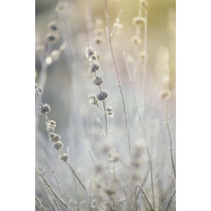 Umělecká fotografie Dry plants at winter, Javier Pardina, (26.7 x 40 cm)
