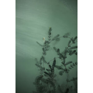 Umělecká fotografie Underwater plants, Javier Pardina, (26.7 x 40 cm)