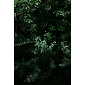 Umělecká fotografie Green leafs, Javier Pardina, (26.7 x 40 cm)