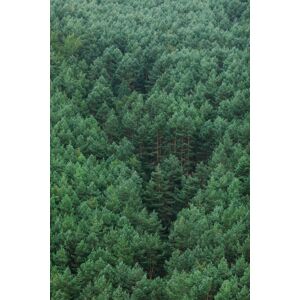 Umělecká fotografie Fog over the forest, Javier Pardina, (26.7 x 40 cm)