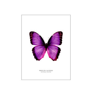 Ilustrace butterfly 2, Finlay & Noa, (30 x 40 cm)