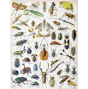 Millot, Adolphe Philippe - Obrazová reprodukce Illustration of  Insects c.1923, (30 x 40 cm)