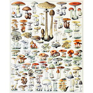 Millot, Adolphe Philippe - Obrazová reprodukce Illustration of Mushrooms  c.1923, (30 x 40 cm)