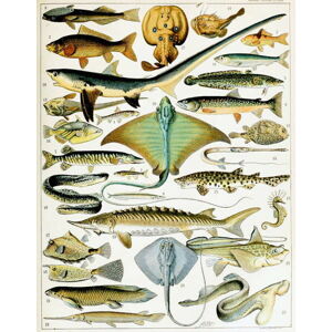 Millot, Adolphe Philippe - Obrazová reprodukce Illustration of  Fish  c.1923, (30 x 40 cm)