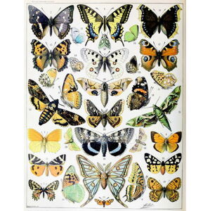 Millot, Adolphe Philippe - Obrazová reprodukce Illustration of  Butterflies and Moths c.1923, (30 x 40 cm)