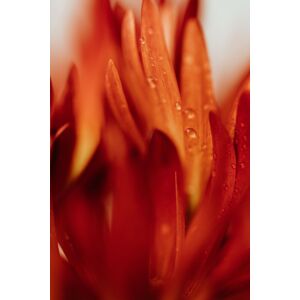 Umělecká fotografie Beautiful detail of red flowers, Javier Pardina, (26.7 x 40 cm)
