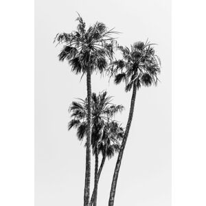 Umělecká fotografie Lovely Palm Trees | monochrome, Melanie Viola, (26.7 x 40 cm)