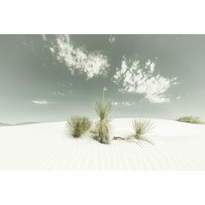 Umělecká fotografie White Sands Vintage, Melanie Viola, (40 x 26.7 cm)