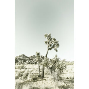 Umělecká fotografie Vintage Joshua Trees, Melanie Viola, (26.7 x 40 cm)