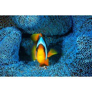 Umělecká fotografie Clownfish in blue anA©mon, Barathieu Gabriel, (40 x 26.7 cm)