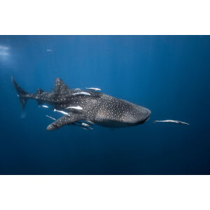 Umělecká fotografie Whale shark, Barathieu Gabriel, (40 x 26.7 cm)