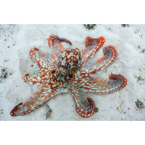 Umělecká fotografie Octopus, Barathieu Gabriel, (40 x 26.7 cm)