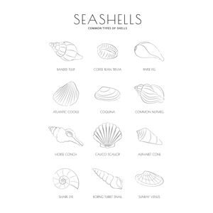 Ilustrace Seashells, Martina Pavlova, (30 x 40 cm)