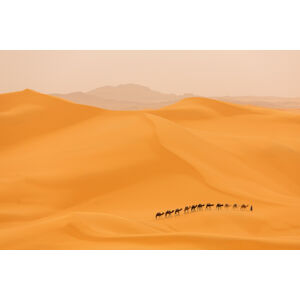 Umělecká fotografie Camels caravan in Sahara, Dan Mirica, (40 x 26.7 cm)