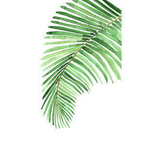 Ilustrace Watercolor palm leaf, Blursbyai, (26.7 x 40 cm)