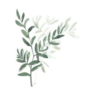 Ilustrace Watercolor laurel branch, Blursbyai, (30 x 40 cm)