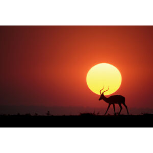 Umělecká fotografie An African Sunset, Renee Doyle, (40 x 26.7 cm)